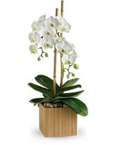 Opulent White Orchid in Bamboo Container 