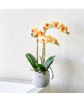 2 Peach Phalaenopsis Orchids  