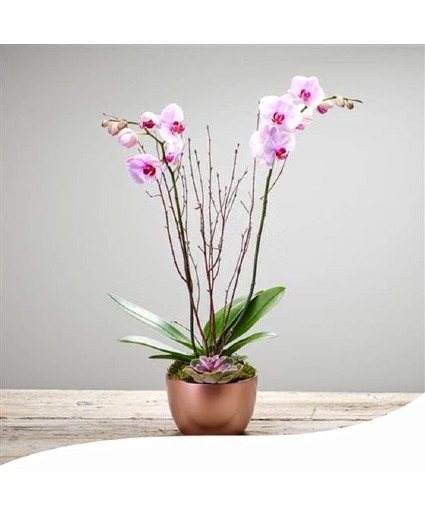 2 Pink Phalaenopsis Orchids Plus 