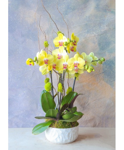 3 yellow Phalaenopsis Orchids Design  