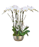 4 White Phalaenopsis Orchids Deluxe  