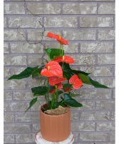 ORANGE ANTHURUIM PLANT IN CERAMIC  Indoor Blooming Plant