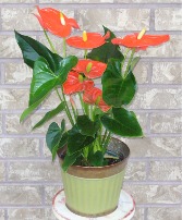 ORANGE ANTHURUIM IN METAL Indoor Blooming Plant