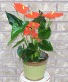 ORANGE ANTHURUIM IN METAL Indoor Blooming Plant