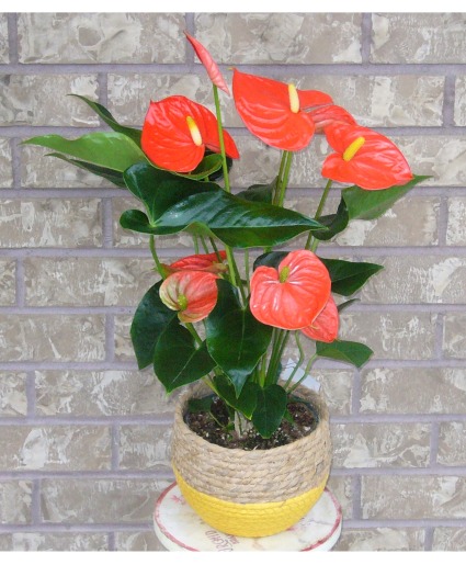 ORANGE ANTHURUIM IN WOVEN BASKET Indoor Blooming Plant