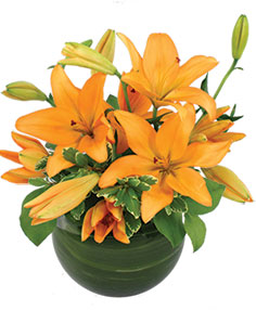 Category Image