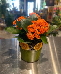 Orange Calandivia Blooming Plant 