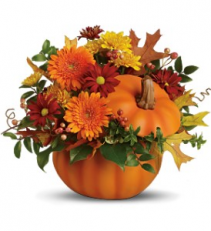 Orange Country Pumpkin fresh flowers