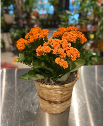Orange Crush Calendiva Blooming Succulent Plant in South Milwaukee, WI | PARKWAY FLORAL INC.