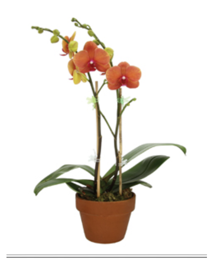 Orange Double Stem Phalaenopsis Orchid in Ceramic Pot