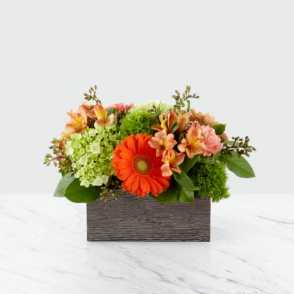 Orange Dreams arrangement