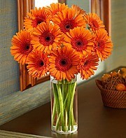 Orange Gerbera Daisy