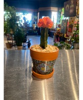 Orange Grafted Cactus Potted Plant