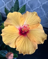 Orange Hibiscus Plant 