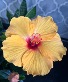 Orange Hibiscus Plant 