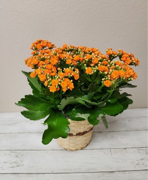 Orange Kalanchoe 
