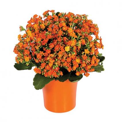 Orange Kalanchoe Plant 