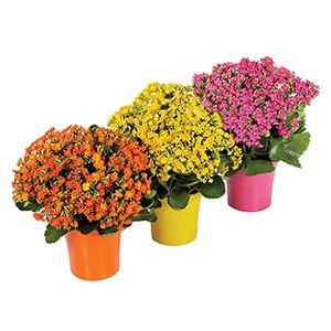 Orange Kalanchoe Plant Plant