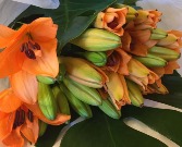 Orange Lilies - WRAPPED 