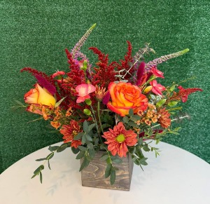 Orange Magic Bloom Every day