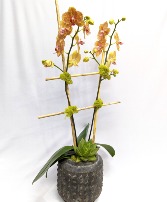 Orange Phalaenopsis 