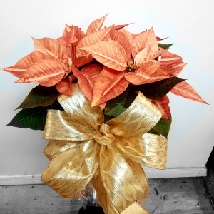 Apricot Poinsettia Holiday Plant