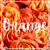 Orange Roses 