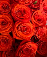 Orange Roses 