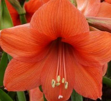 Amaryllis Bulb - Orange - Sovereign AMARYLLIS BULB, Loose