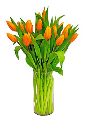 Orange/PINK/YELLOW/PURPLE tulip  COLORS MAY VARY