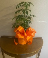 orange u happy plant
