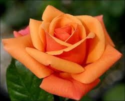 Orange Unique Rose 