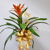 Orange Valentine Bromeliad Plant