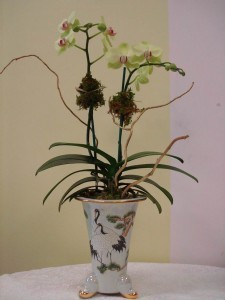 ORCHID 02