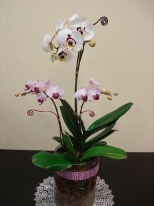 ORCHID 03