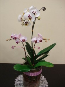 ORCHID 03 