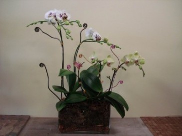 ORCHID 04