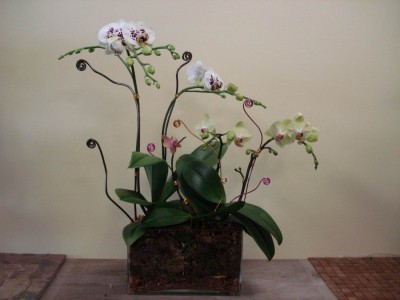 ORCHID 04 
