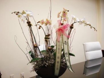 ORCHID 06
