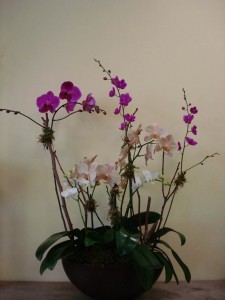 ORCHID 07