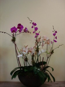 ORCHID 07 