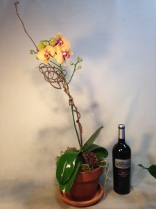 Orchid 1 Orchids