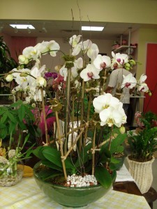 ORCHID 10