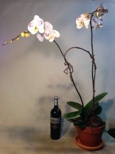 Orchid 2 Orchids