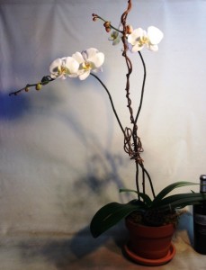 Orchid 3 Orchids
