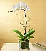Christmas orchid  