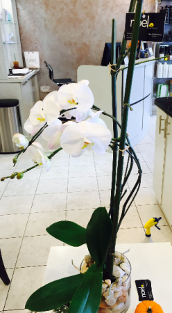 Orchid!  in Rockville, MD | NOEL FLORAL