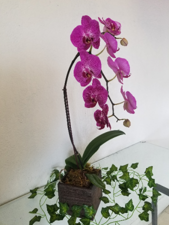 Orchid
