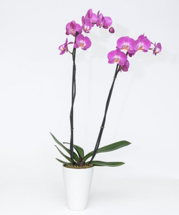 Orchid in Traverse City, MI | Blossom Shop Orchid in Traverse City, MI | Blossom Shop
