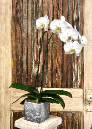 Orchid